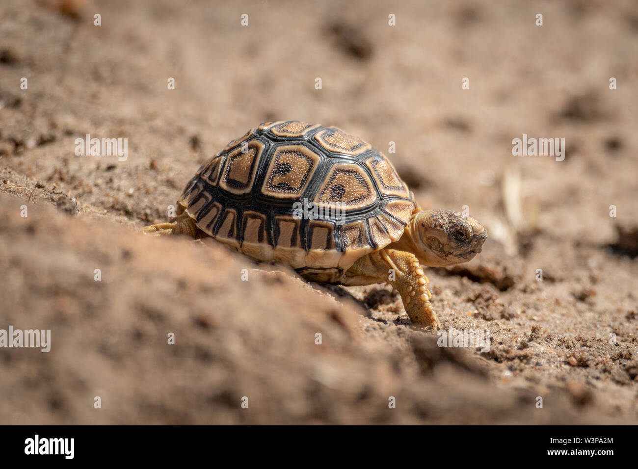 Baby leopard Schildkröte geht hinunter sandigen Abhang Stockfoto