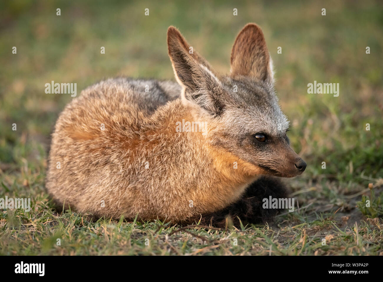 Bat-eared Fox liegt auf Gras nach rechts Stockfoto