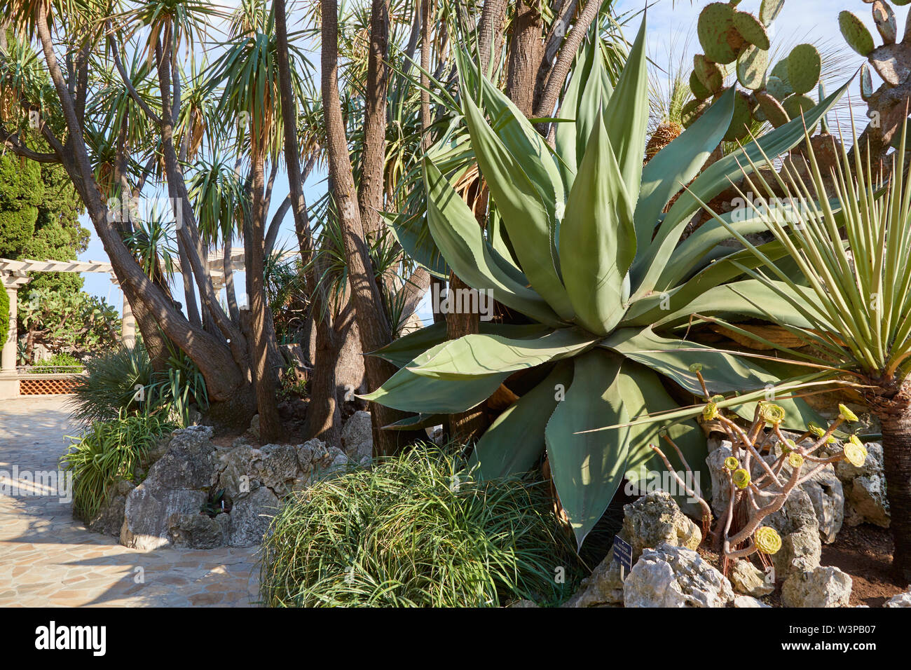 MONTE CARLO, MONACO - 20. AUGUST 2016: Der exotische Garten, Botanischer Garten sukkulenten Pflanzen an einem sonnigen Sommertag in Monte Carlo, Monaco. Stockfoto