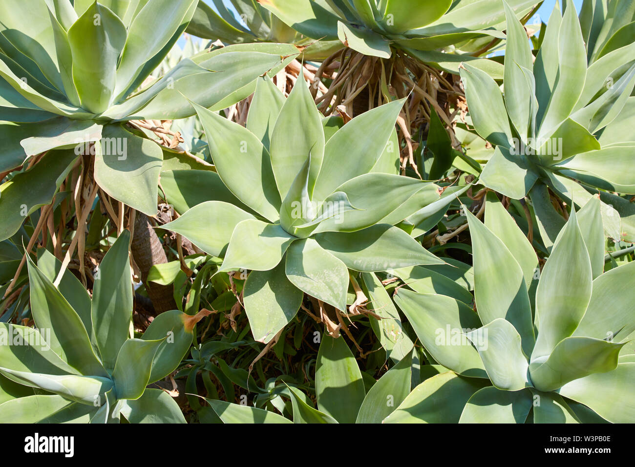 Aloe, sukkulenten Pflanzen Textur Hintergrund im Sommer Stockfoto