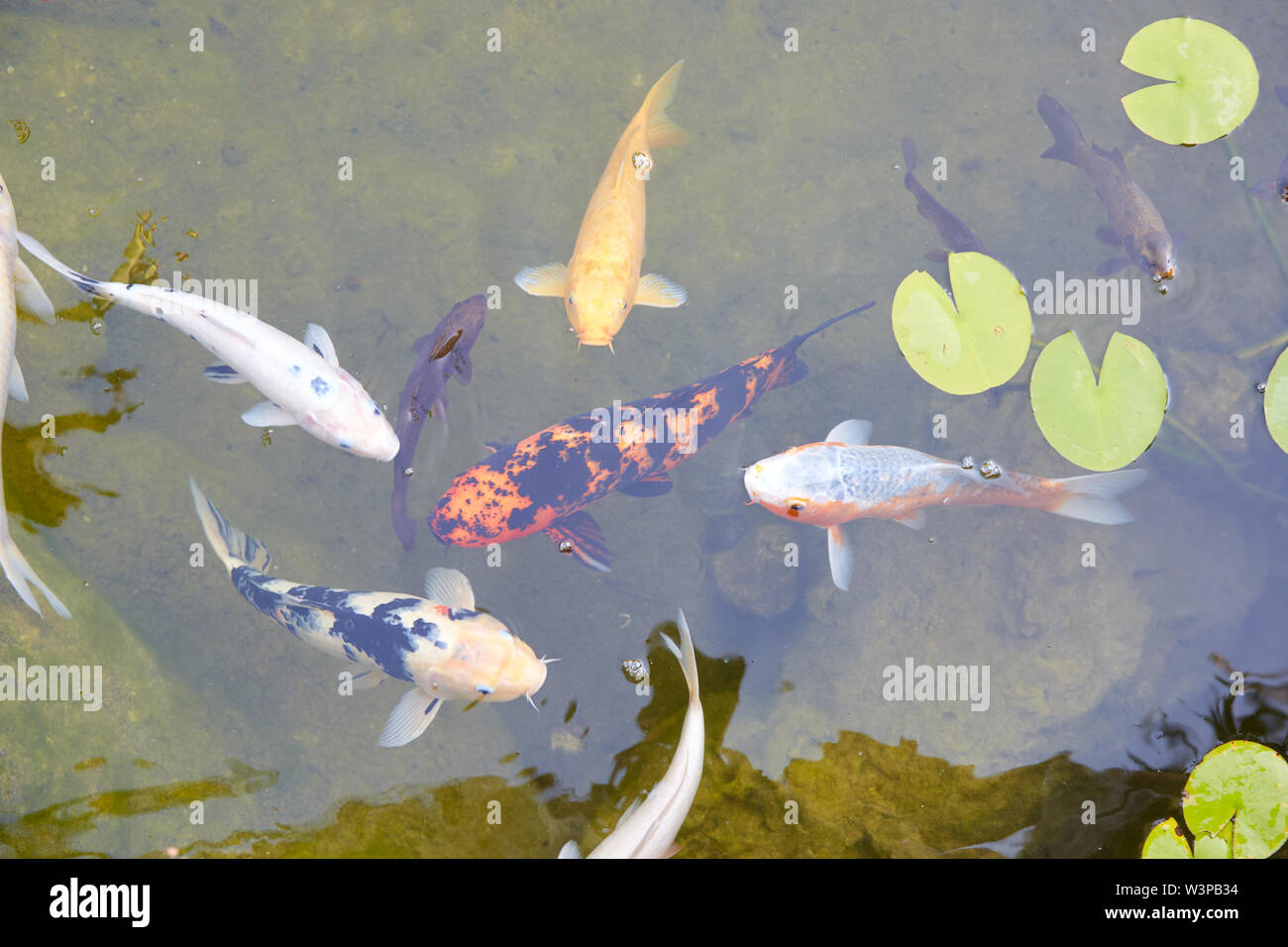 Koi Teich mit Karpfen fischen und Seerosen Blätter in einem Sommertag