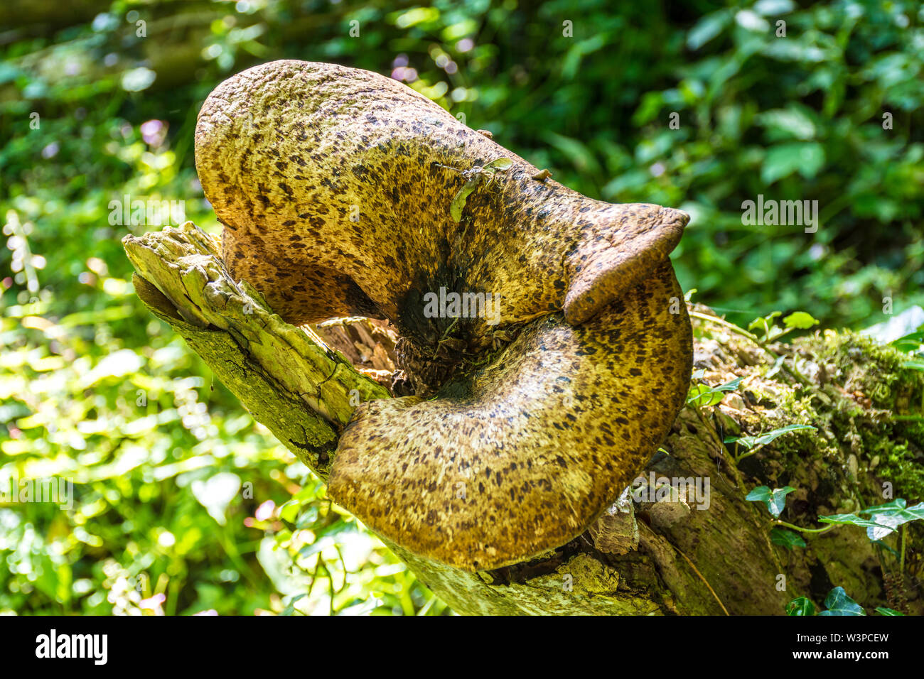 Inonotus dryadeus, eiche Halter, ist eine ungeniessbare Arten von Pilzen der Gattung Inonotus. In Somerset, Großbritannien gefunden Stockfoto