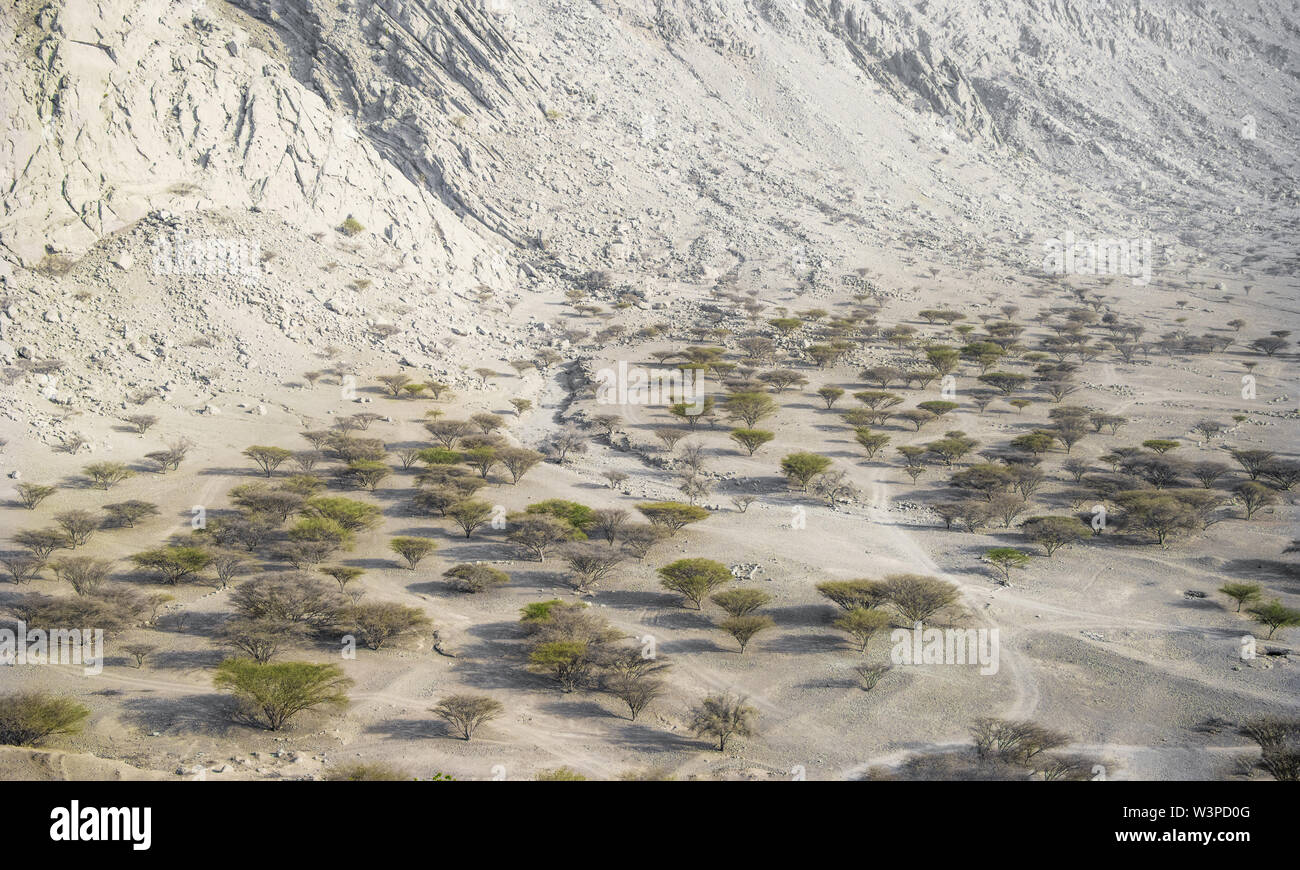 Oase in einer Weißen trockenes Tal Jebel Jais Stockfoto