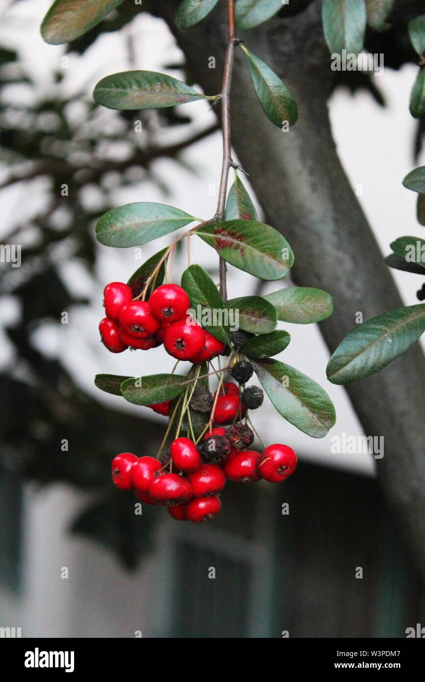 Schöne Nahaufnahme des gemeinsamen chokecherry oder Prunus virginiana Zweig Auf einem Baum Stockfoto