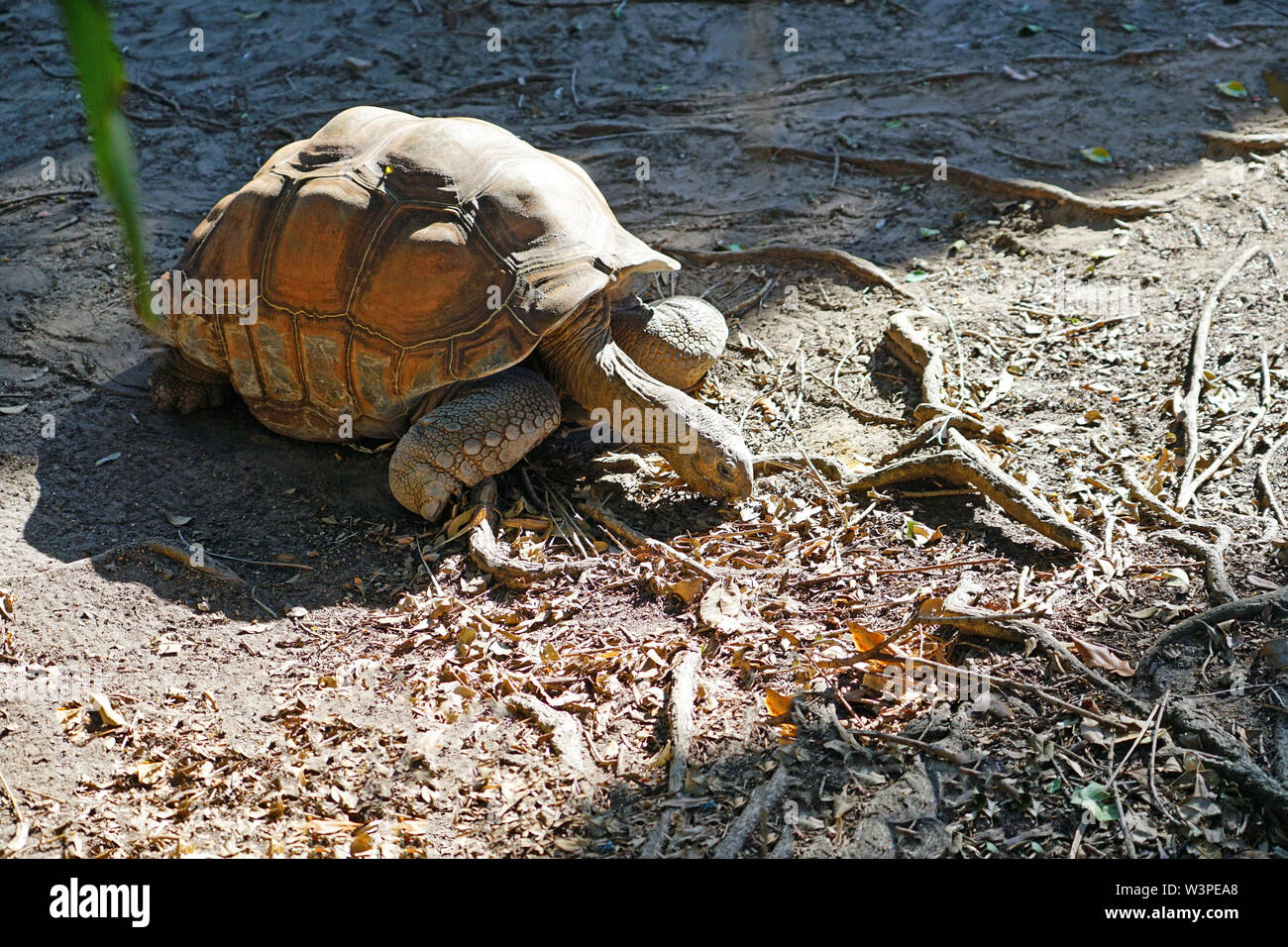 Riesenschildkröte (Aldabrachelys gigantea) Stockfoto