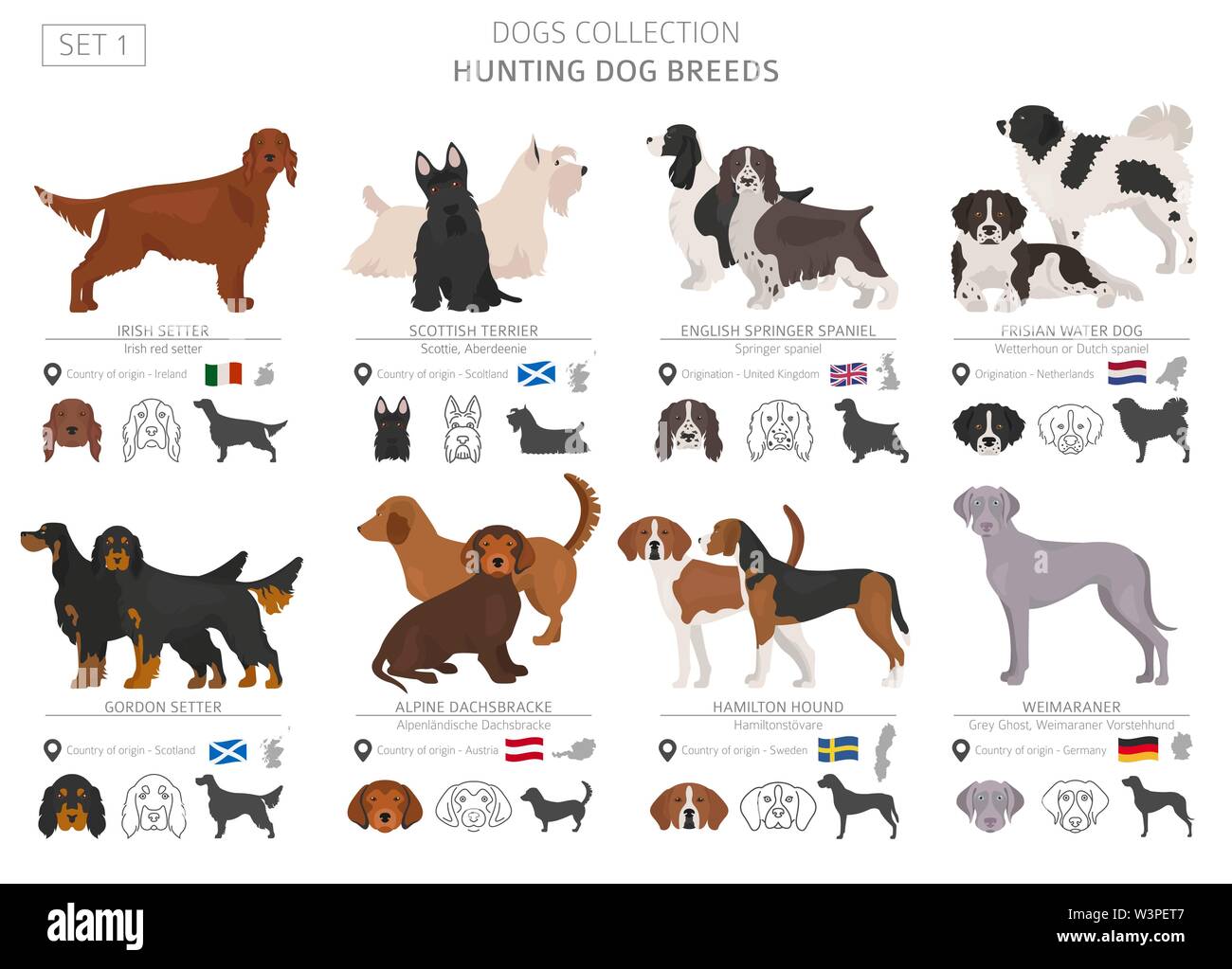 Jagdhunde Sammlung isoliert auf Weiss. Flat Style. Andere Farbe und Herkunftsland. Vector Illustration Stock Vektor Jagdhunde Sammlung isoliert auf Weiss. Flat Style. Andere Farbe und Herkunftsland. Vector Illustration Stock Vektor