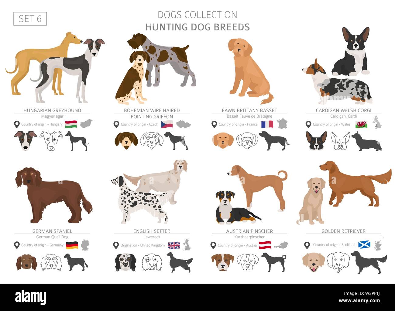 Jagdhunde Sammlung isoliert auf Weiss. Flat Style. Andere Farbe und Herkunftsland. Vector Illustration Stock Vektor