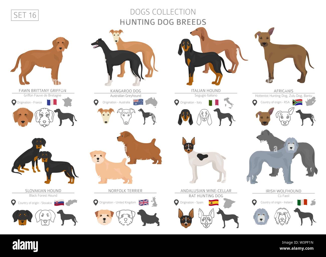 Jagdhunde Sammlung isoliert auf Weiss. Flat Style. Andere Farbe und Herkunftsland. Vector Illustration Stock Vektor