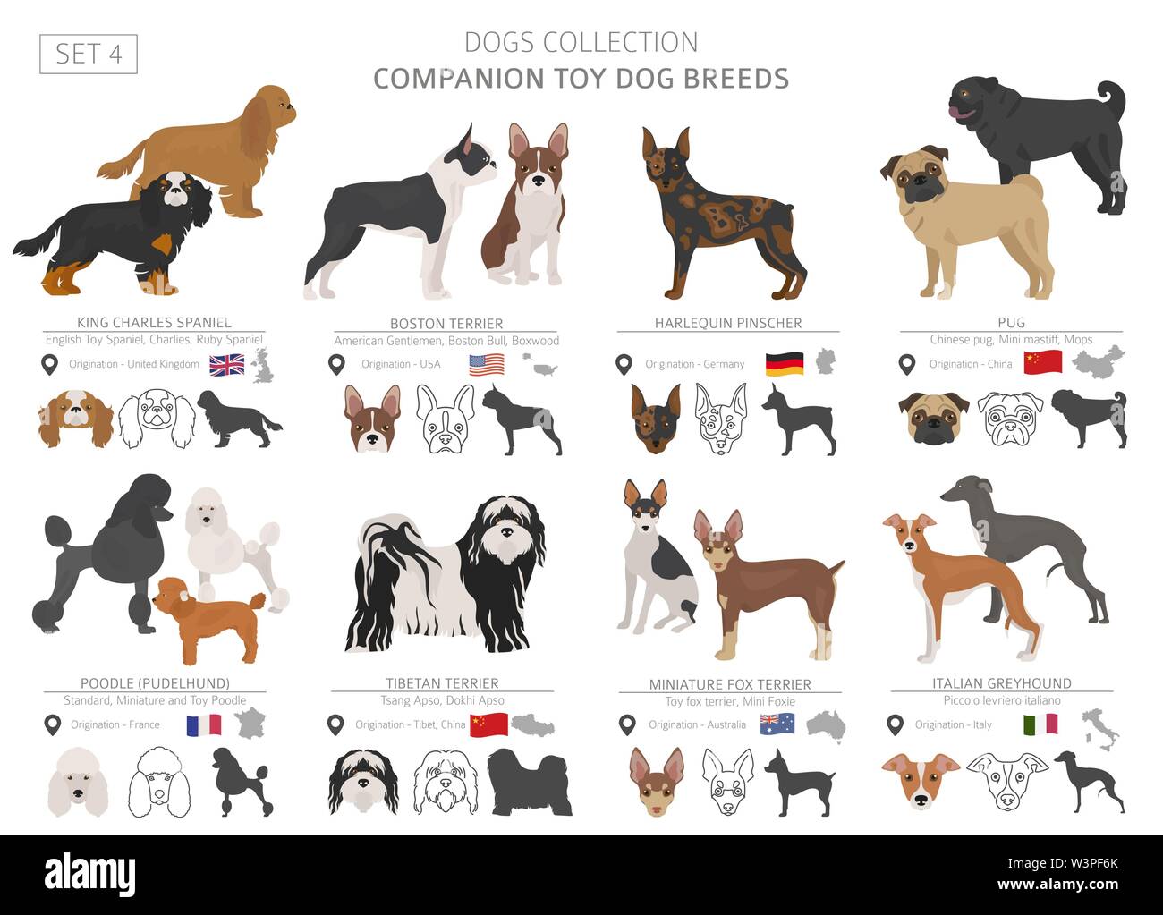 Harlekin Pinscher Stockfotos Und Bilder Kaufen Alamy