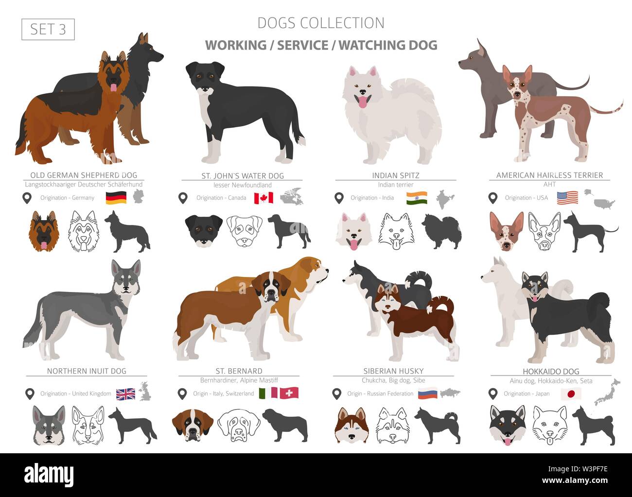 Arbeiten, Service und beobachten Hunde Sammlung isoliert auf Weiss. Flat Style. Andere Farbe und Herkunftsland. Vector Illustration Stock Vektor Arbeiten, Service und beobachten Hunde Sammlung isoliert auf Weiss. Flat Style. Andere Farbe und Herkunftsland. Vector Illustration Stock Vektor