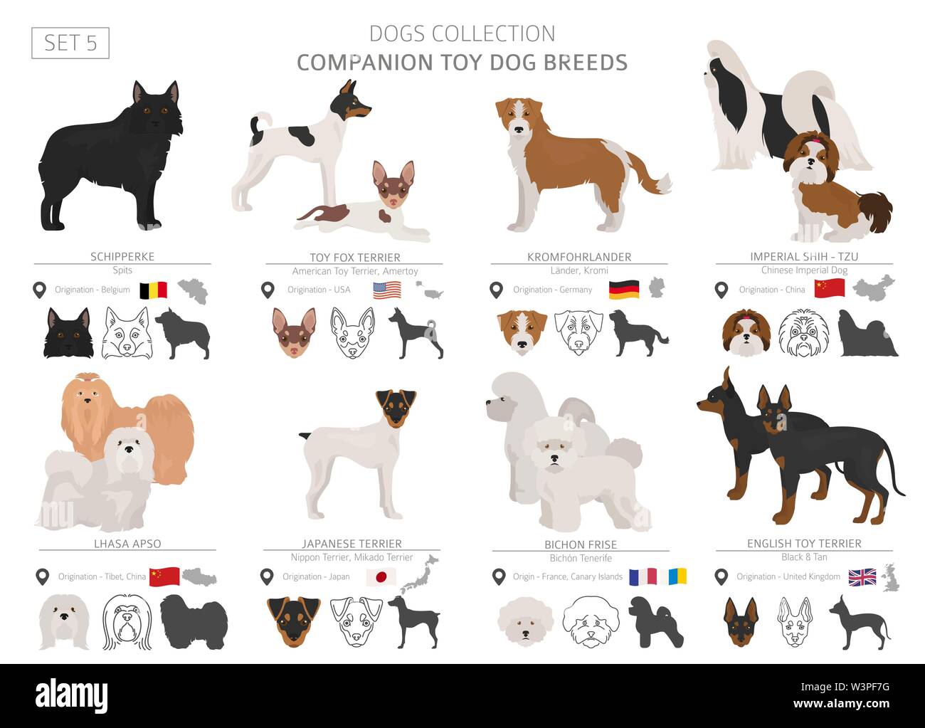 Begleiter und Miniatur Spielzeug hunde Sammlung auf Weiß isoliert. Flat Style. Andere Farbe und Herkunftsland. Vector Illustration Stock Vektor