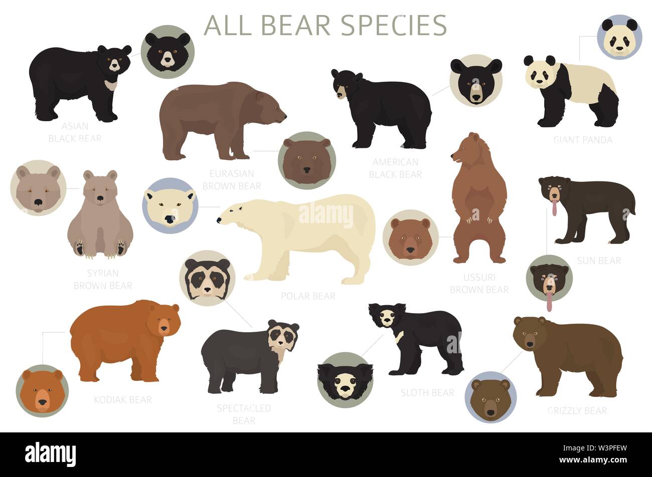 Alle Welt tragen Arten in einem Set. Bären Kollektion. Vector Illustration Stock Vektor