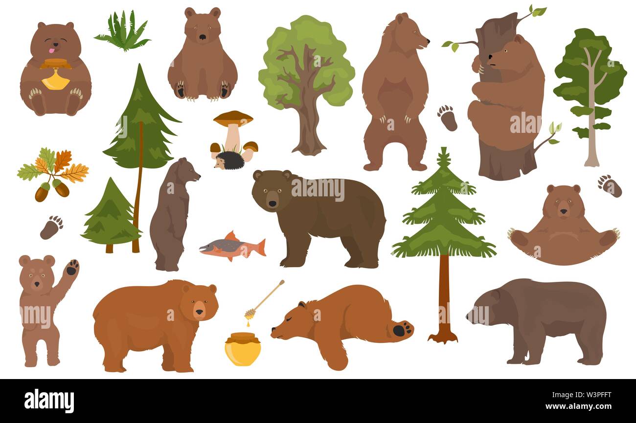 Alle tragen Arten in einem Set. Bären im Wald. Vector Illustration Stock Vektor