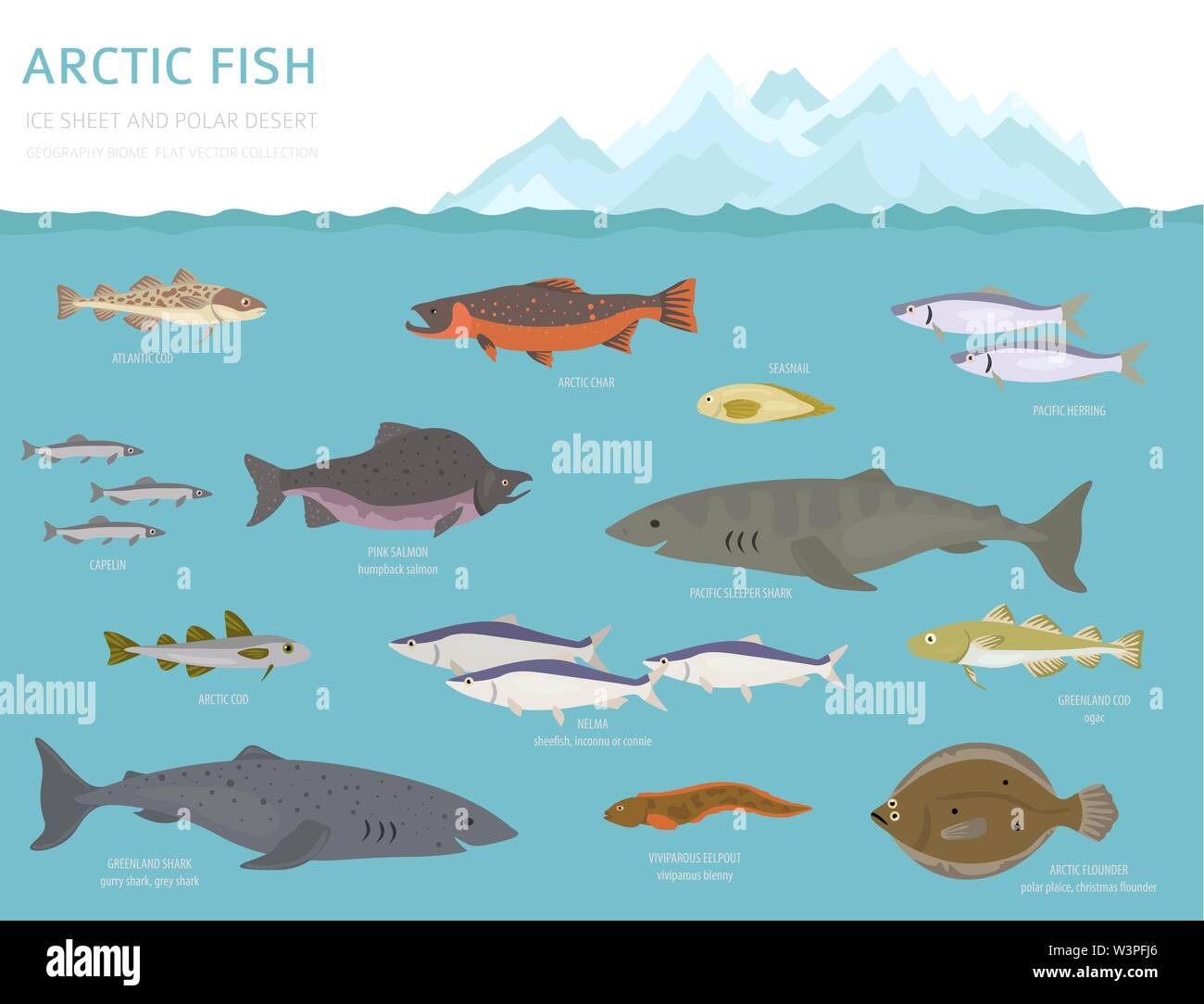 Eis und polaren Wüste biome. Terrestrischen Ökosystem Weltkarte. Arktische Tiere, Vögel, Fische und Pflanzen Infografik Design. Vector Illustration Stock Vektor