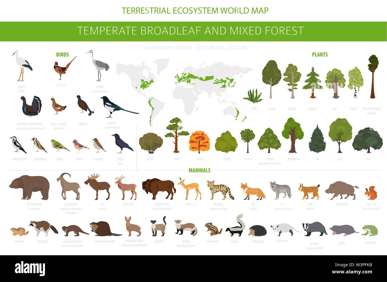 Gemäßigt breitblättrige Wald und Mischwald biome. Terrestrischen Ökosystem Weltkarte. Tiere, Vögel und Pflanzen Grafik Design. Vector Illustration Stock Vektor Gemäßigt breitblättrige Wald und Mischwald biome. Terrestrischen Ökosystem Weltkarte. Tiere, Vögel und Pflanzen Grafik Design. Vector Illustration Stock Vektor
