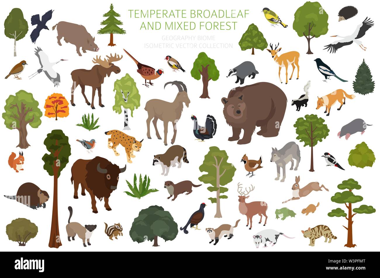 Gemäßigt breitblättrige Wald und Mischwald biome. Terrestrischen Ökosystem Weltkarte. Tiere, Vögel und Pflanzen. 3d-isometrische Grafik Design. Vektor Stock Vektor Gemäßigt breitblättrige Wald und Mischwald biome. Terrestrischen Ökosystem Weltkarte. Tiere, Vögel und Pflanzen. 3d-isometrische Grafik Design. Vektor Stock Vektor