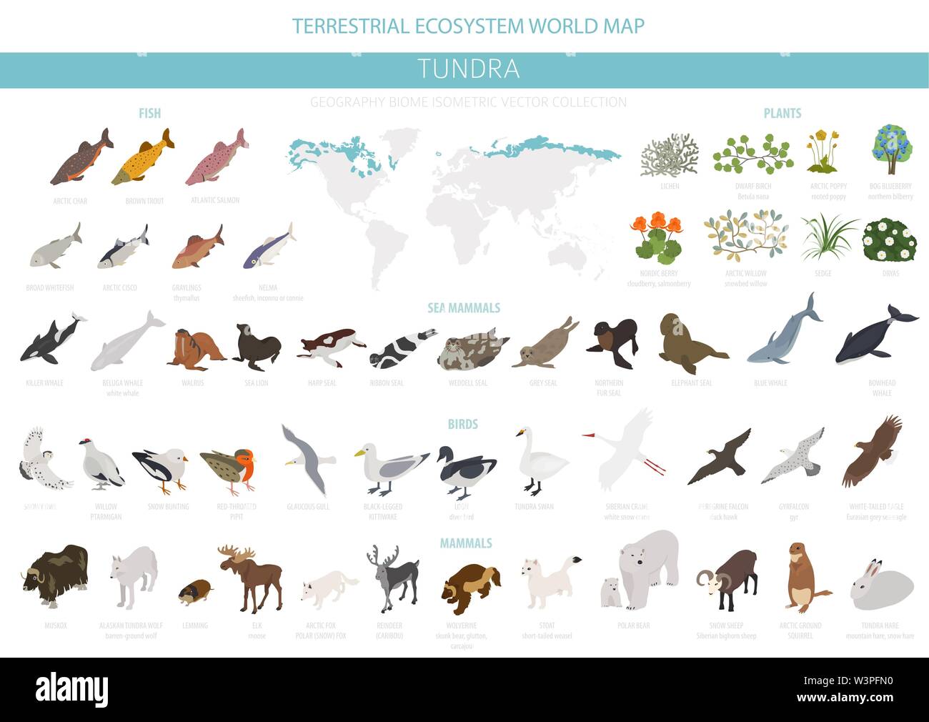 Tundra biome. Isometrische 3d-Stil. Terrestrischen Ökosystem Weltkarte. Arktische Tiere, Vögel, Fische und Pflanzen Infografik Design. Vector Illustration Stock Vektor