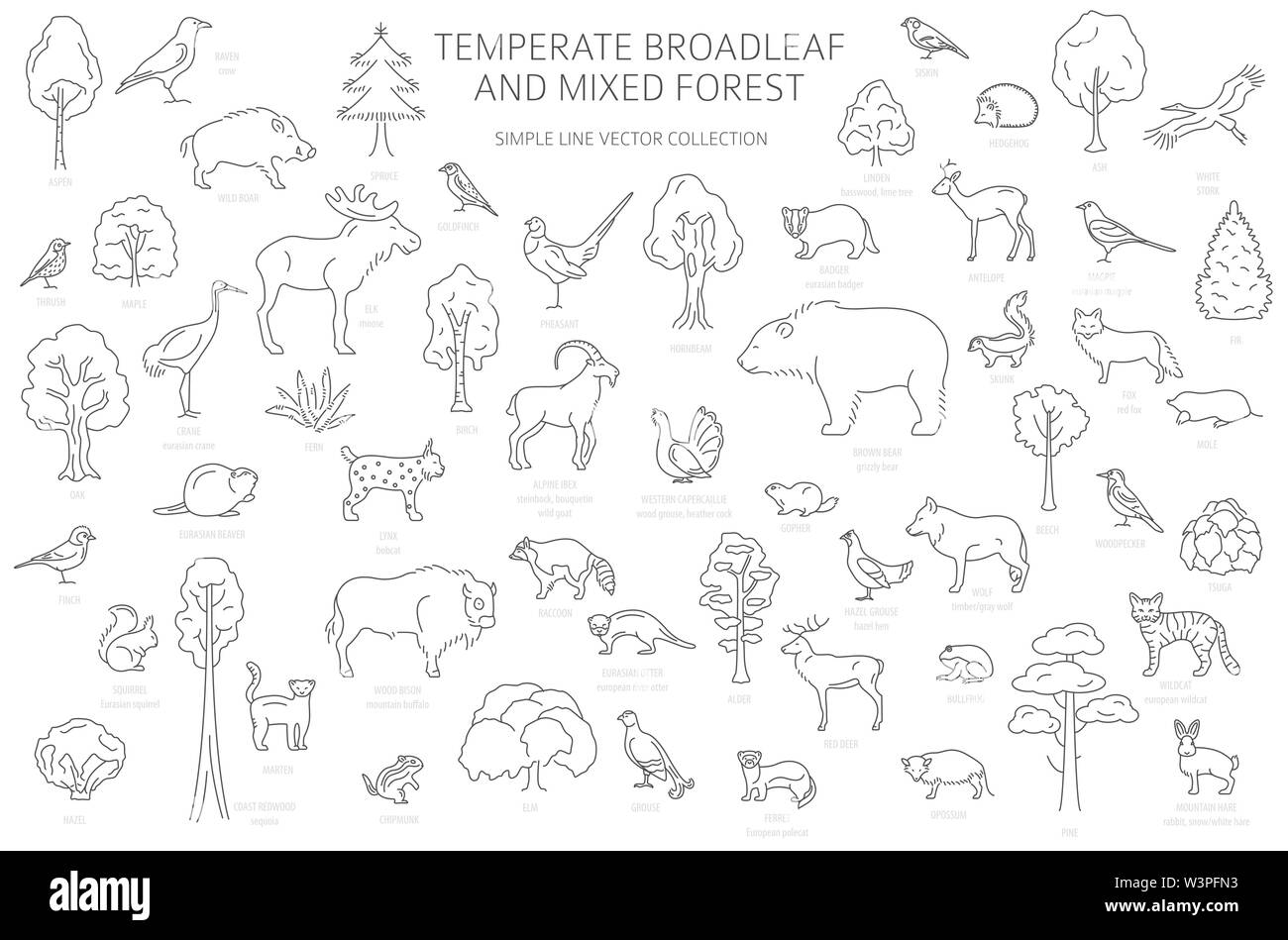 Gemäßigt breitblättrige Wald und Mischwald biome. Terrestrischen Ökosystem Weltkarte. Tiere, Vögel und Pflanzen. Einfache Gliederung Grafik Design. Vect Stock Vektor