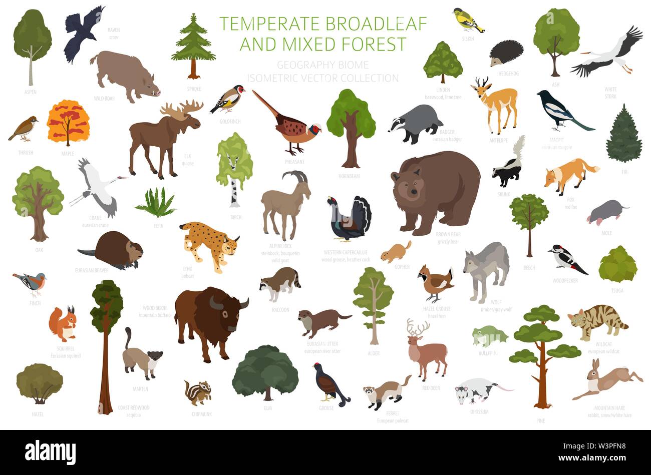 Gemäßigt breitblättrige Wald und Mischwald biome. Terrestrischen Ökosystem Weltkarte. Tiere, Vögel und Pflanzen. 3d-isometrische Grafik Design. Vektor Stock Vektor