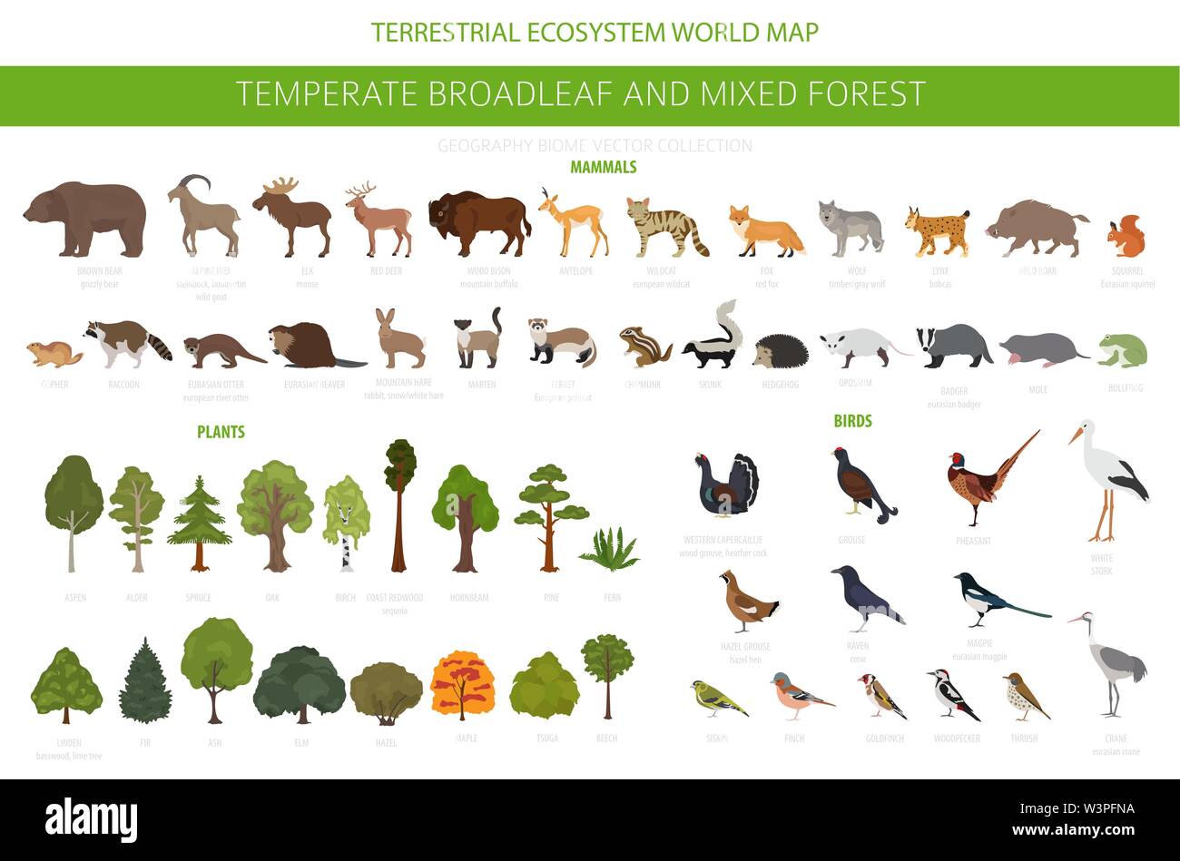 Gemäßigt breitblättrige Wald und Mischwald biome. Terrestrischen Ökosystem Weltkarte. Tiere, Vögel und Pflanzen Grafik Design. Vector Illustration Stock Vektor Gemäßigt breitblättrige Wald und Mischwald biome. Terrestrischen Ökosystem Weltkarte. Tiere, Vögel und Pflanzen Grafik Design. Vector Illustration Stock Vektor