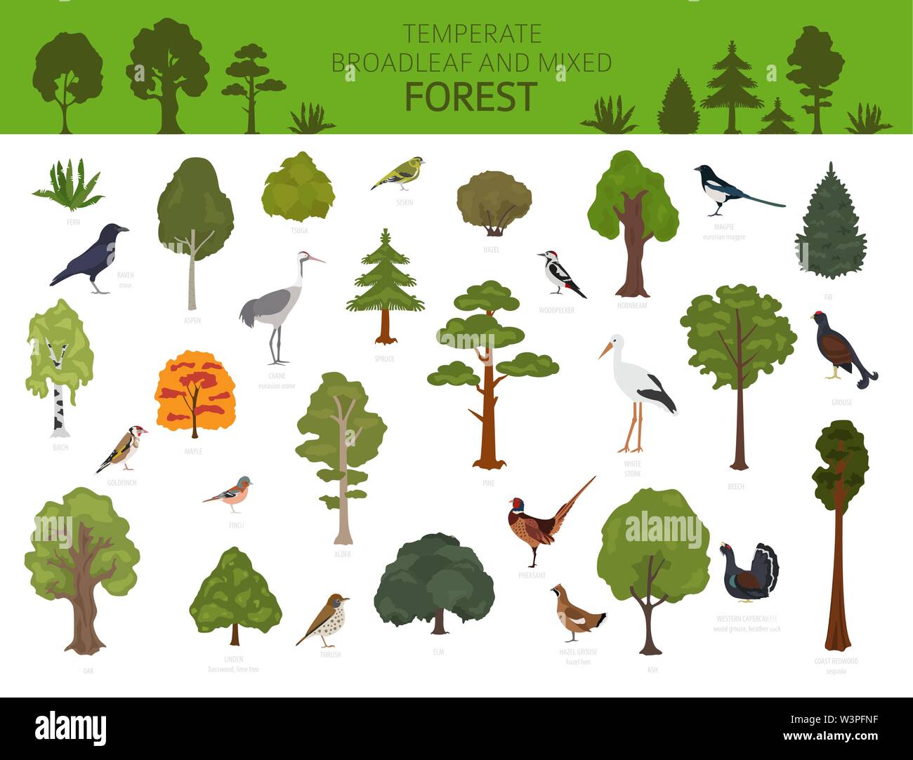 Gemäßigt breitblättrige Wald und Mischwald biome. Terrestrischen Ökosystem Weltkarte. Tiere, Vögel und Pflanzen Grafik Design. Vector Illustration Stock Vektor