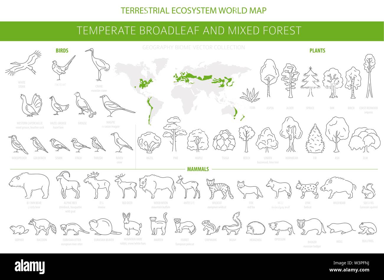 Gemäßigt breitblättrige Wald und Mischwald biome. Terrestrischen Ökosystem Weltkarte. Tiere, Vögel und Pflanzen. Einfache Gliederung Grafik Design. Vect Stock Vektor Gemäßigt breitblättrige Wald und Mischwald biome. Terrestrischen Ökosystem Weltkarte. Tiere, Vögel und Pflanzen. Einfache Gliederung Grafik Design. Vect Stock Vektor