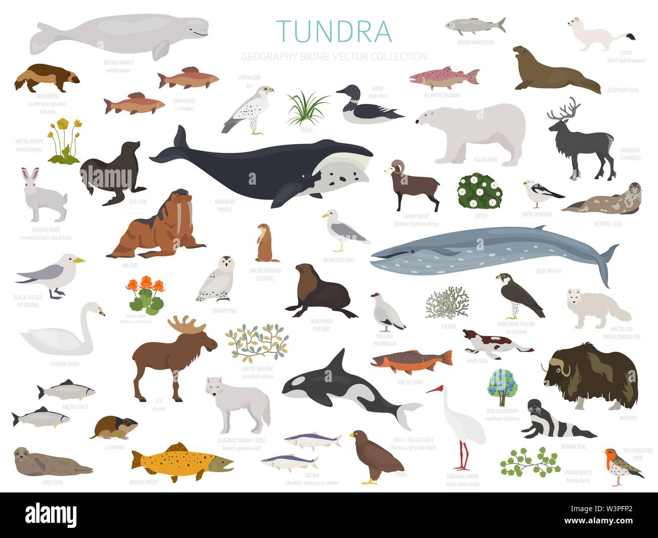 Tundra biome. Terrestrischen Ökosystem Weltkarte. Arktische Tiere, Vögel, Fische und Pflanzen Infografik Design. Vector Illustration Stock Vektor