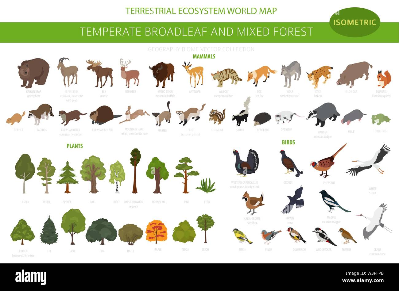 Gemäßigt breitblättrige Wald und Mischwald biome. Terrestrischen Ökosystem Weltkarte. Tiere, Vögel und Pflanzen. 3d-isometrische Grafik Design. Vektor Stock Vektor Gemäßigt breitblättrige Wald und Mischwald biome. Terrestrischen Ökosystem Weltkarte. Tiere, Vögel und Pflanzen. 3d-isometrische Grafik Design. Vektor Stock Vektor