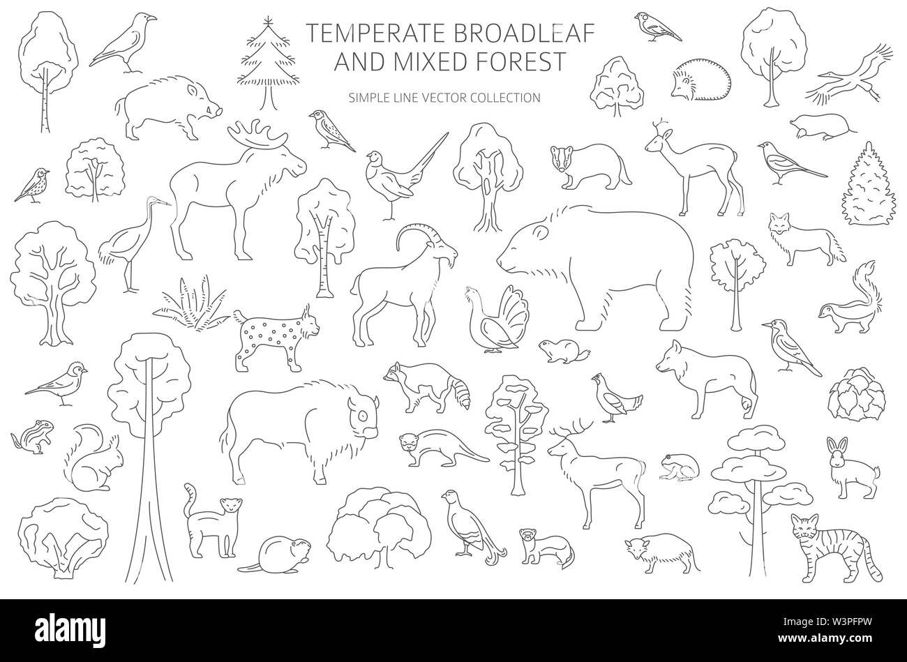 Gemäßigt breitblättrige Wald und Mischwald biome. Terrestrischen Ökosystem Weltkarte. Tiere, Vögel und Pflanzen. Einfache Gliederung Grafik Design. Vect Stock Vektor
