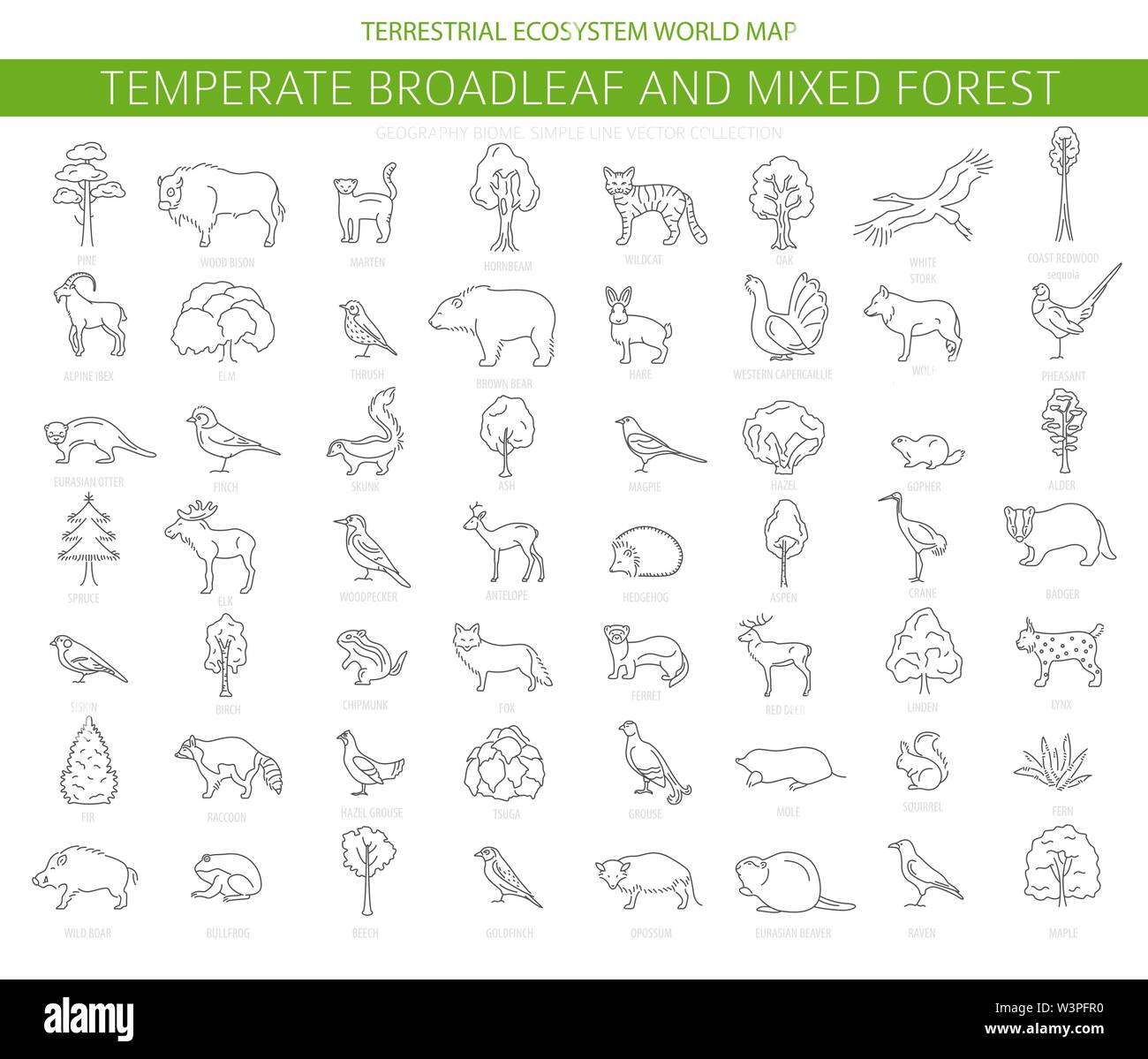 Gemäßigt breitblättrige Wald und Mischwald biome. Terrestrischen Ökosystem Weltkarte. Tiere, Vögel und Pflanzen. Einfache Gliederung Grafik Design. Vect Stock Vektor Gemäßigt breitblättrige Wald und Mischwald biome. Terrestrischen Ökosystem Weltkarte. Tiere, Vögel und Pflanzen. Einfache Gliederung Grafik Design. Vect Stock Vektor
