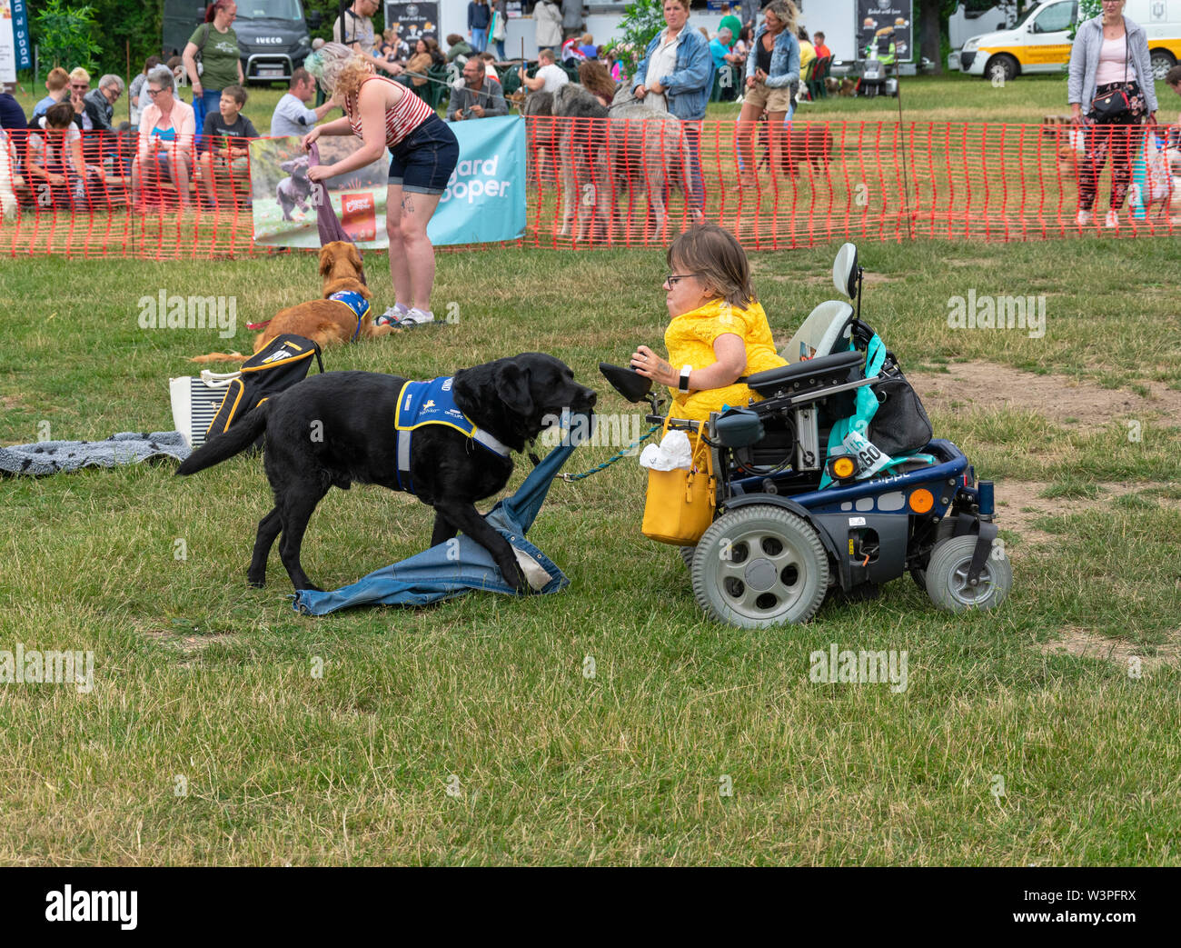 Wachtebeke, Belgien, 13. Juli 2019. Hachiko. Begleithunde sind ausgebildete Menschen mit einer Behinderung oder einer Bedingung zu unterstützen. Hund holt die Jacke an. Stockfoto