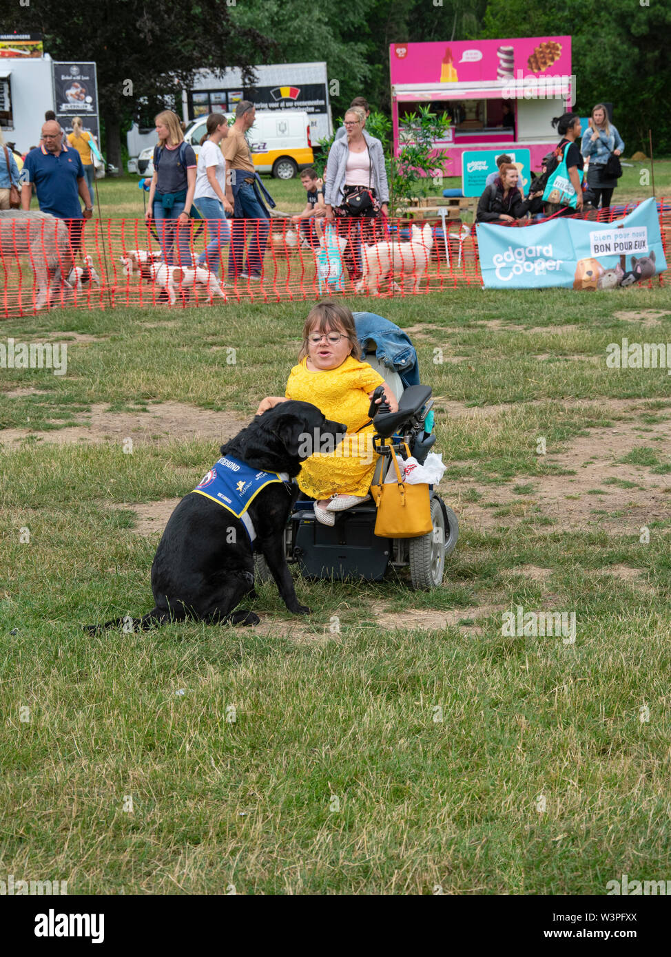 Wachtebeke, Belgien, 13. Juli 2019. Hachiko. Begleithunde sind ausgebildete Menschen mit einer Behinderung oder einer Bedingung zu unterstützen. Hund nimmt das Smartphone o Stockfoto