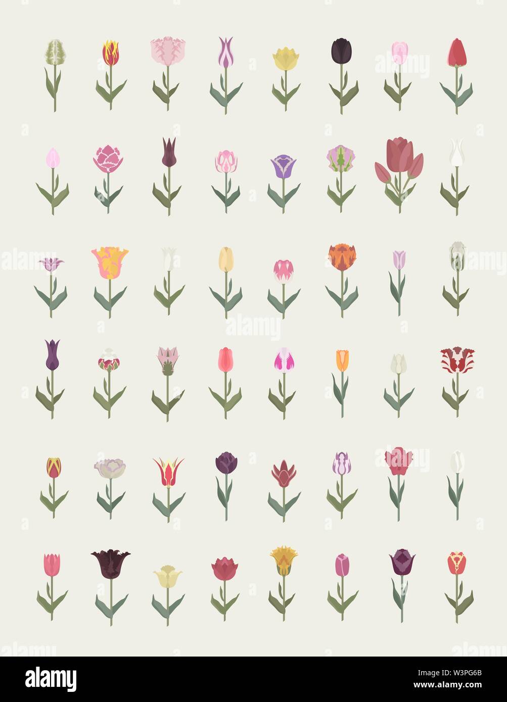 Tulip Sorten flachbild Icon Set. Garten Blumen und Zimmerpflanzen Infografik. Vector Illustration Stock Vektor