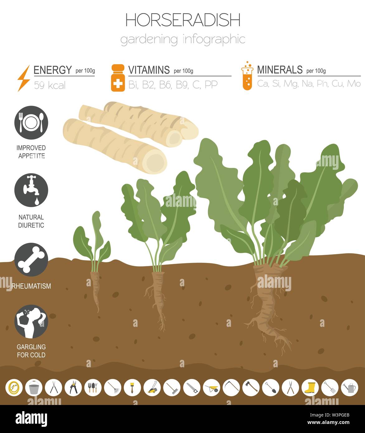 Meerrettich nützlichen Merkmale grafische Vorlage. Gartenbau