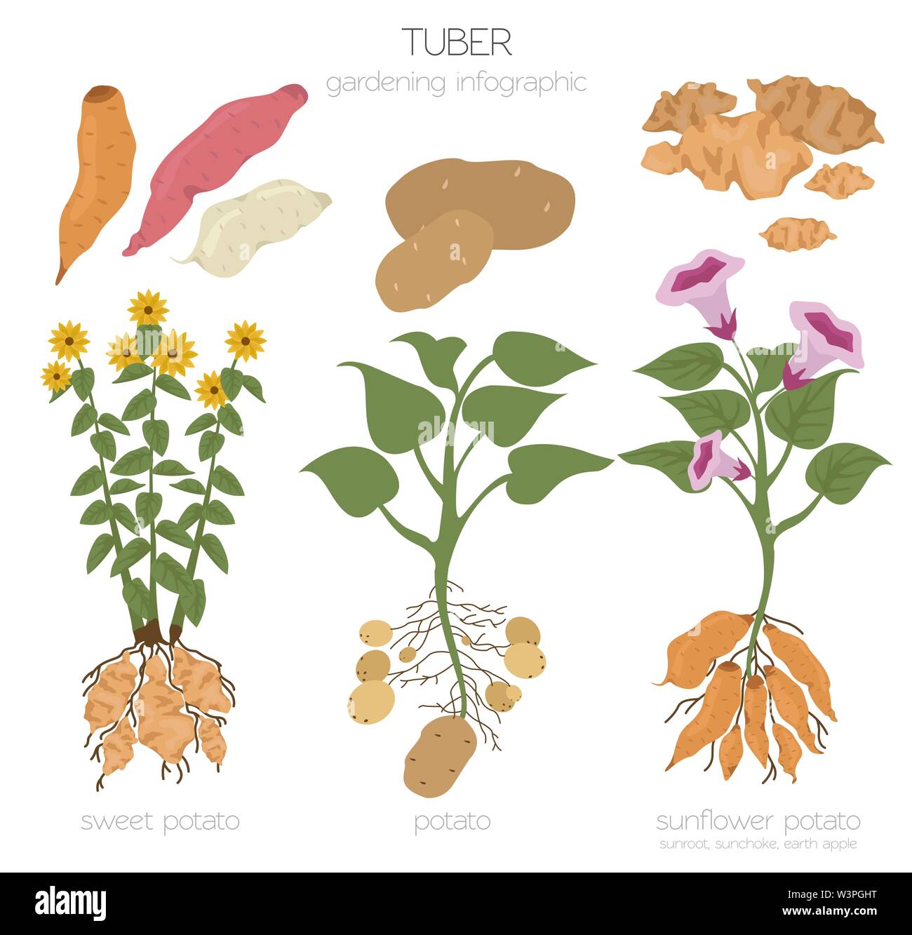 Knollengemüse Kartoffel-, Sonnenblumen- und Süßkartoffel grafische Vorlage. Gartenbau, Landwirtschaft Infografik, wie es wächst. Flat Style Design. Vektor illustra Stock Vektor