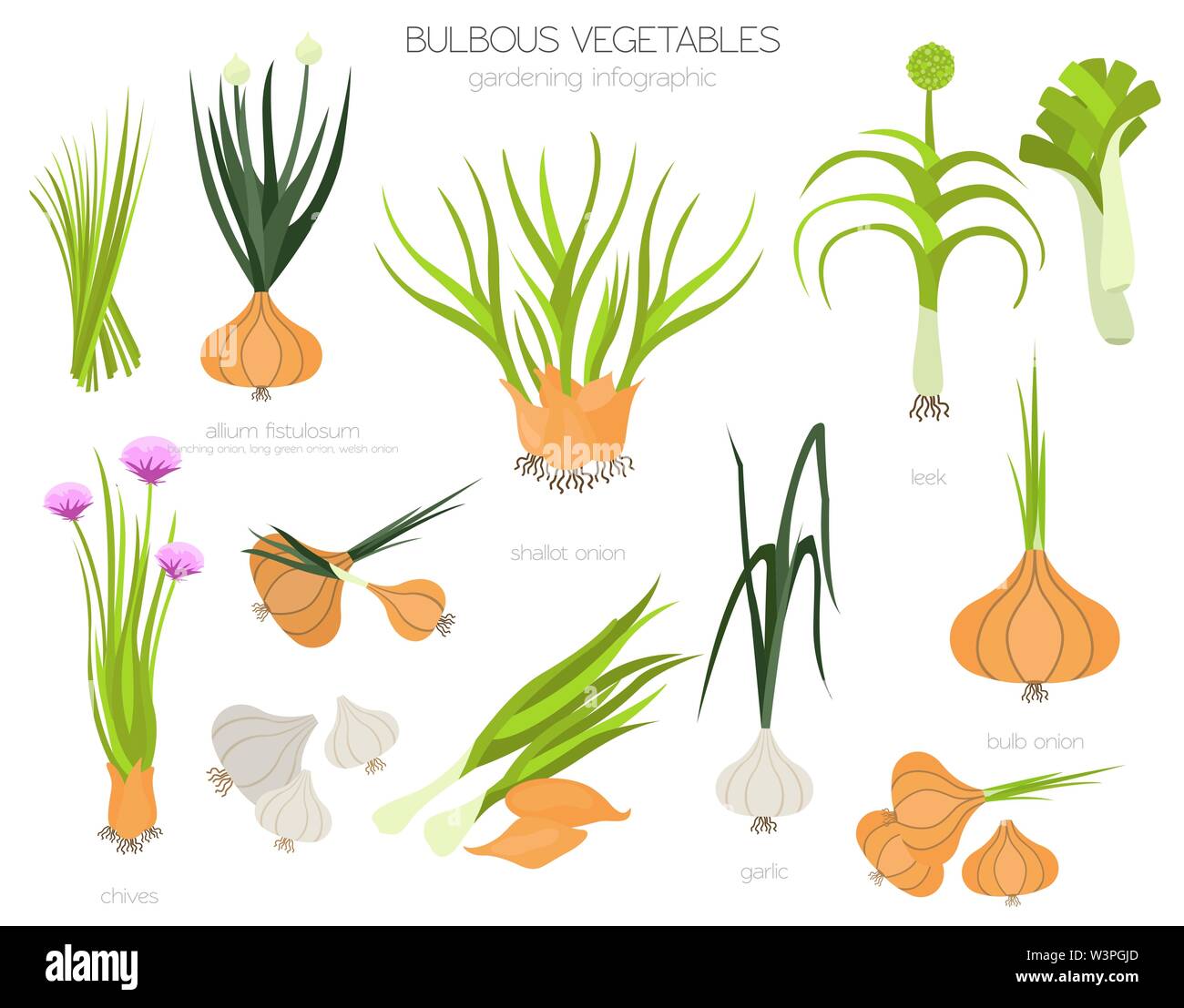 Wie wächst Knoblauch Bilder: A Fun and Educational Drawing Adventure for Kids!