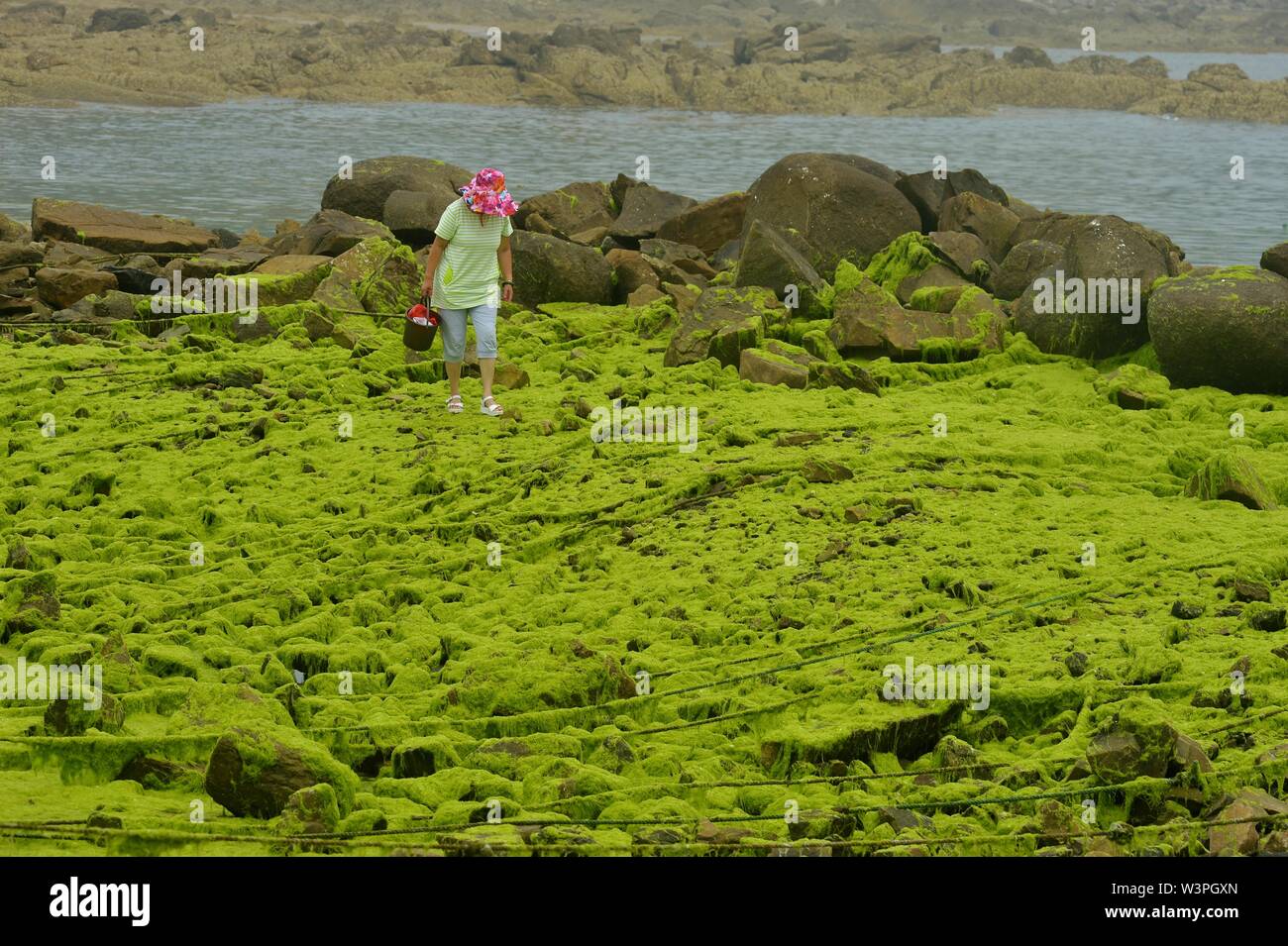 Qingdao, China. 16. Juli, 2019. Enteromorpha wurden im Sterben, Zeit und Weg in Qingdao, Shandong, China verblasst am 16 Juli, 2019 (Photo von TPG/cnsphotos) Credit: TopPhoto/Alamy leben Nachrichten Stockfoto