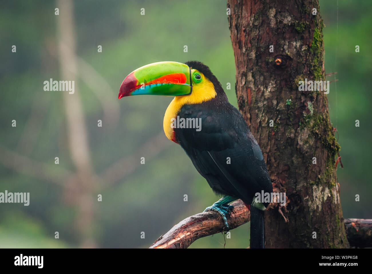 Portrait der Toucan Vogel auf dem Ast im Dschungel von Costa Rica während der regnerischen Tag. Stockfoto