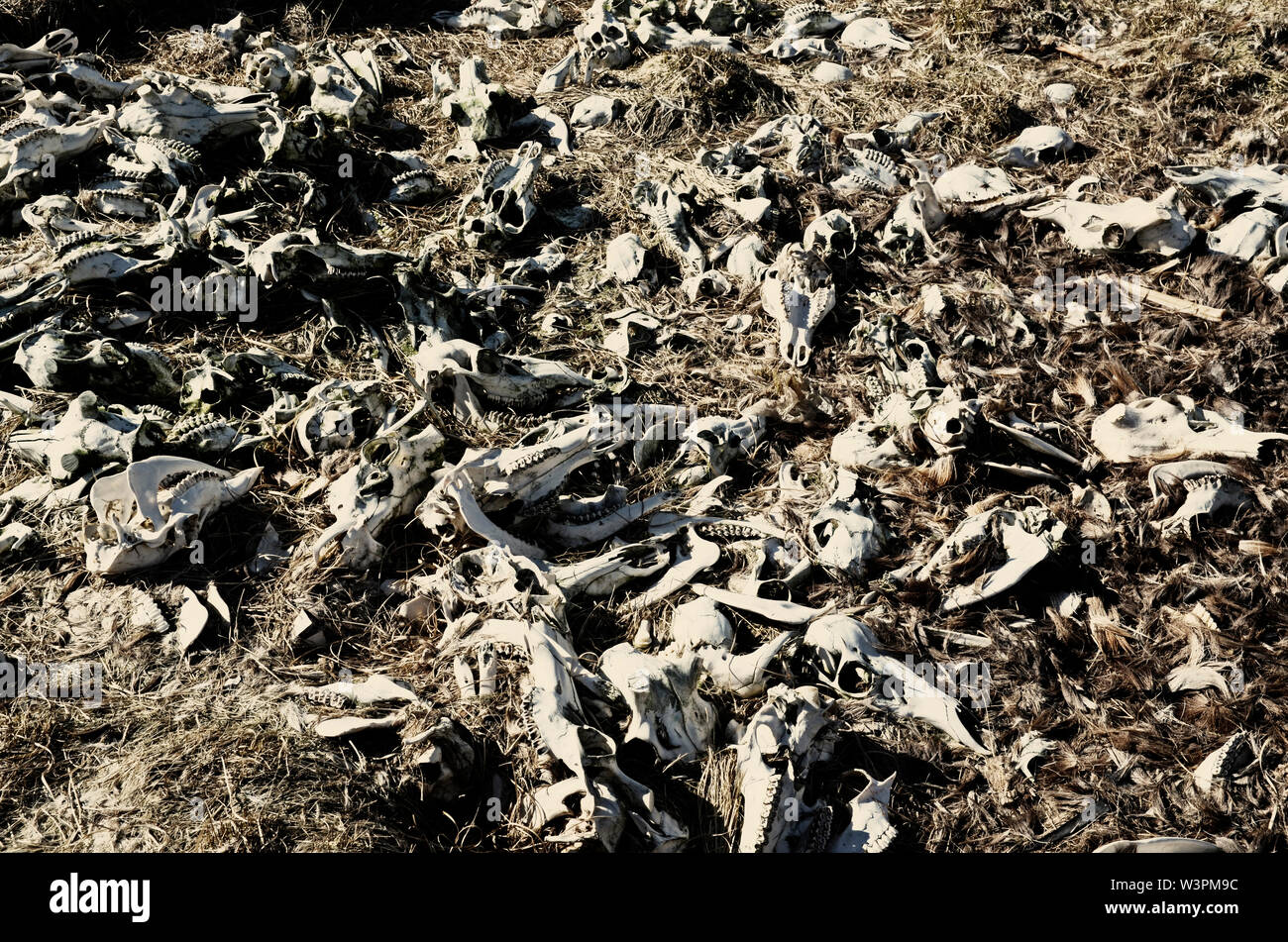Sonne getrocknet Rotwild Schädel und Knochen Stockfoto