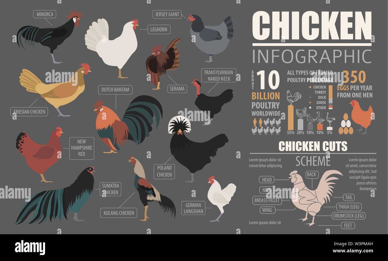 Huhn ; Infografik; Landwirtschaft; Geflügel; Illustration; Info; Grafik; Plan; Vorlage; Symbol; Rasse; Zucht; Einstellen; Vogelzucht; Vögel; Vogel; Landwirtschaft; Stock Vektor