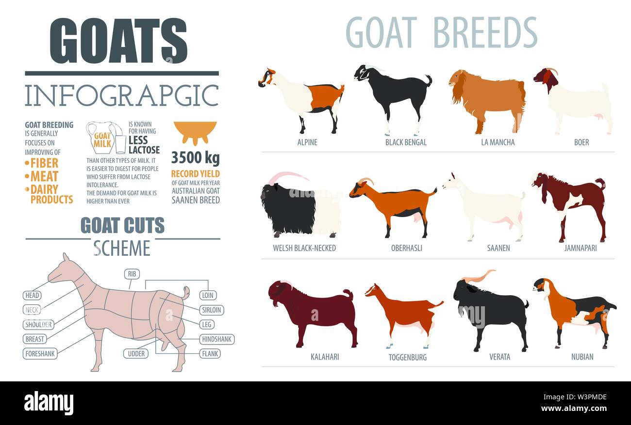 Ziege-rassen Infografik Vorlage. Tierhaltung. Flache Bauform. Vector Illustration Stock Vektor Ziege-rassen Infografik Vorlage. Tierhaltung. Flache Bauform. Vector Illustration Stock Vektor