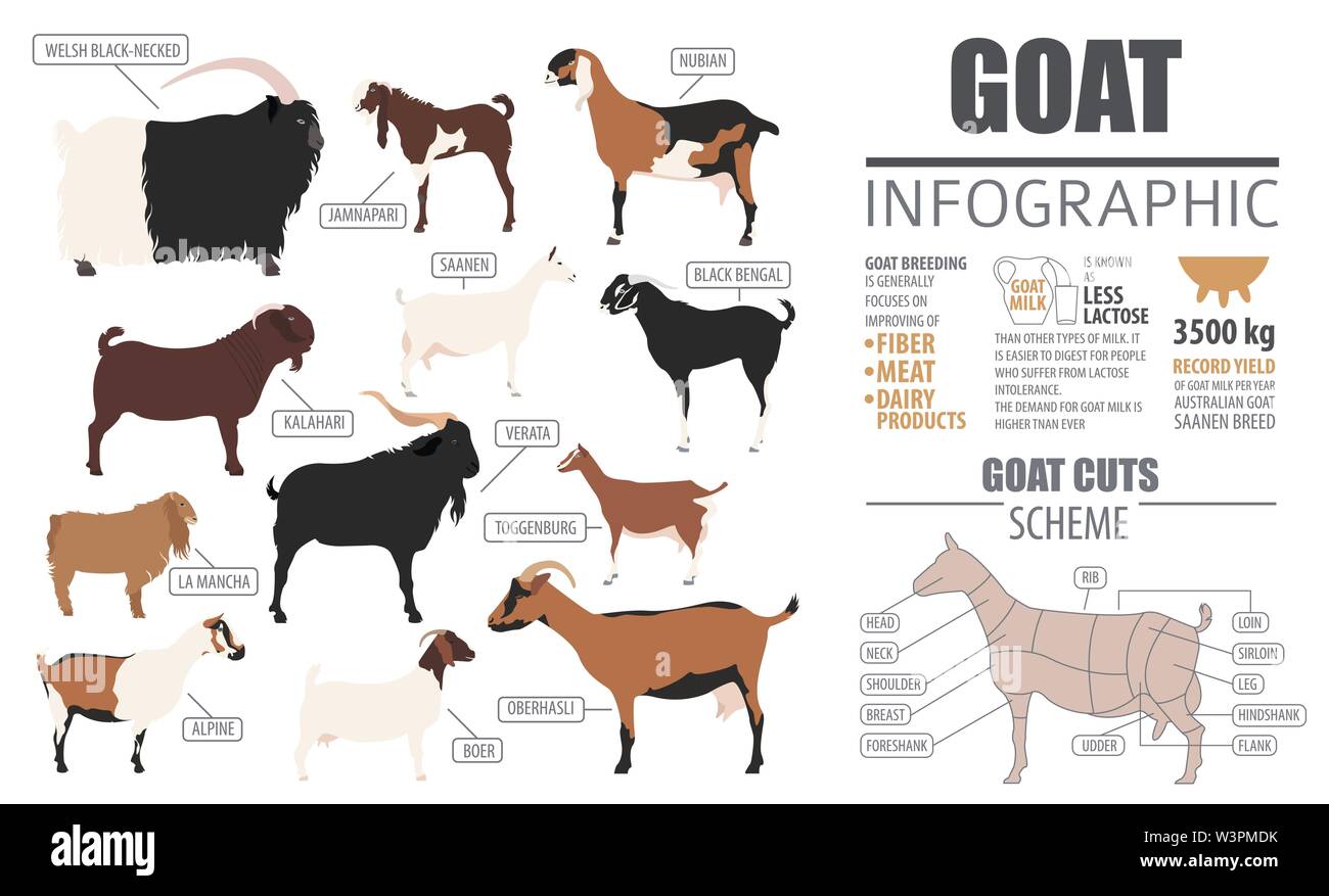 Ziege-rassen Infografik Vorlage. Tierhaltung. Flache Bauform. Vector Illustration Stock Vektor Ziege-rassen Infografik Vorlage. Tierhaltung. Flache Bauform. Vector Illustration Stock Vektor