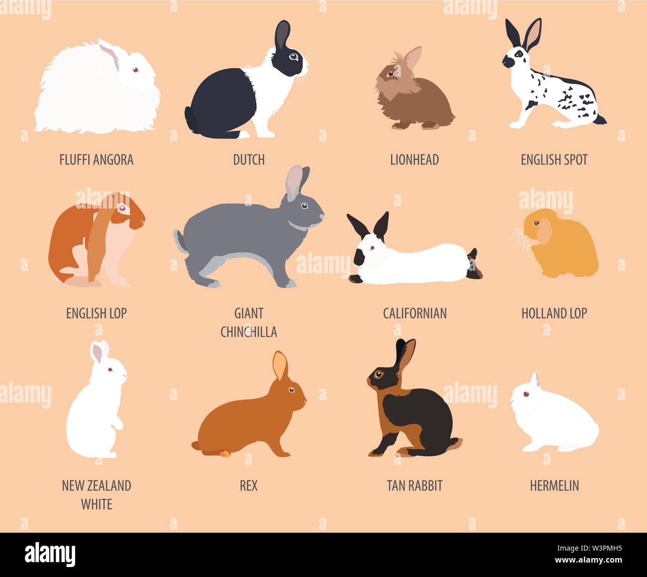 Kaninchen, Lapin-Rasse-Icon-Set. Flaches Design. Vektor-illustration Stock Vektor