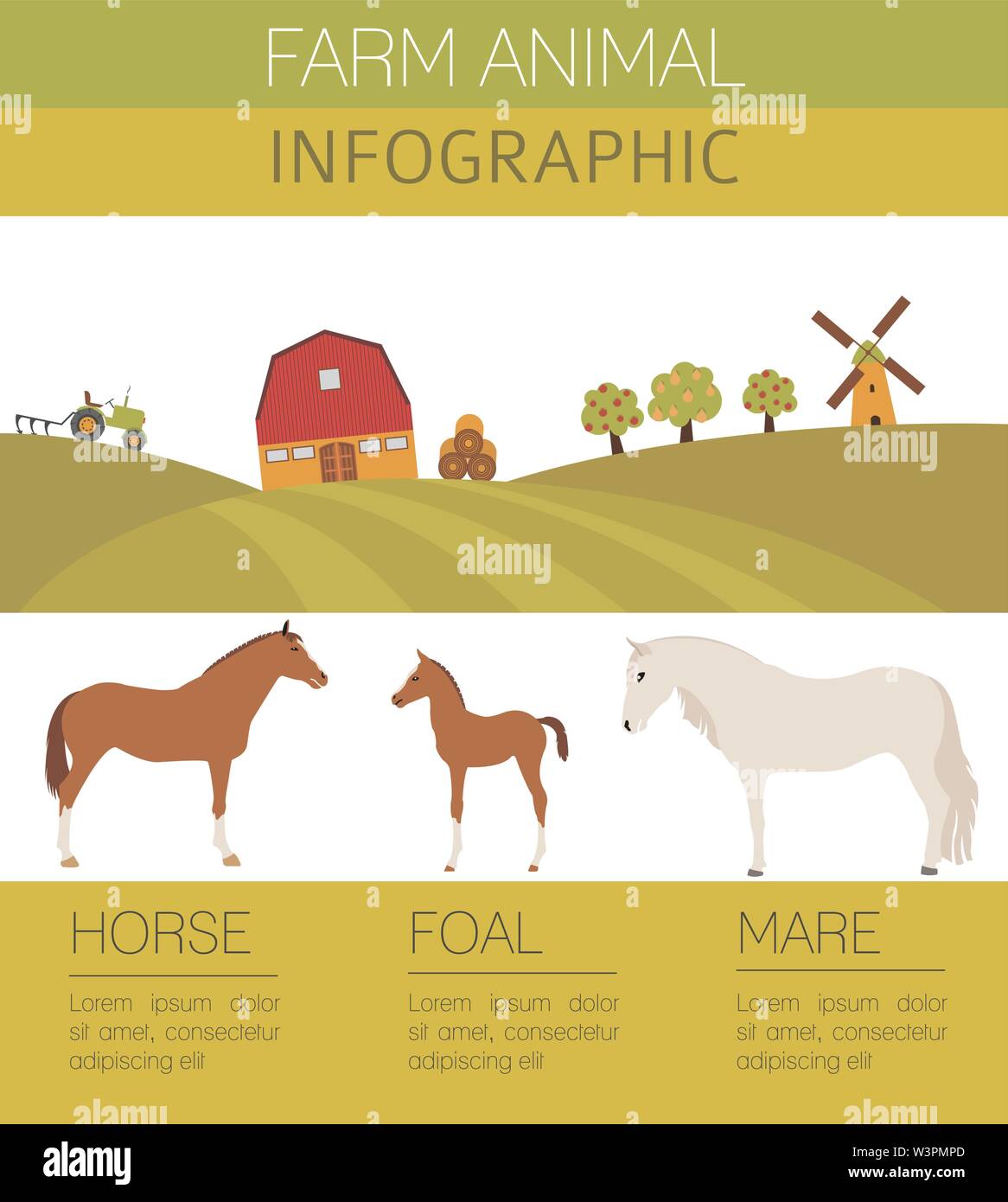 Pferd Landwirtschaft Infografik Vorlage. Hengst, Stute, Fohlen Familie. Flache Bauform. Vector Illustration Stock Vektor
