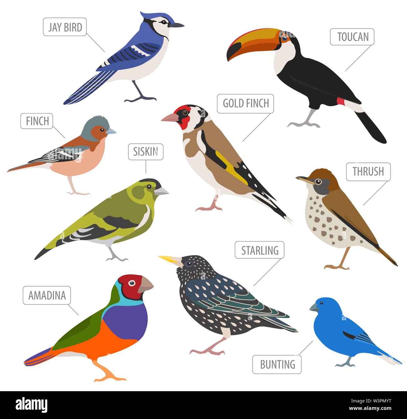 Pet Vögel Sammlung, Rassen Icon Set Flat Style isoliert auf Weiss. Erstellen Sie eigene Infografik über Haustiere. Vector Illustration Stock Vektor