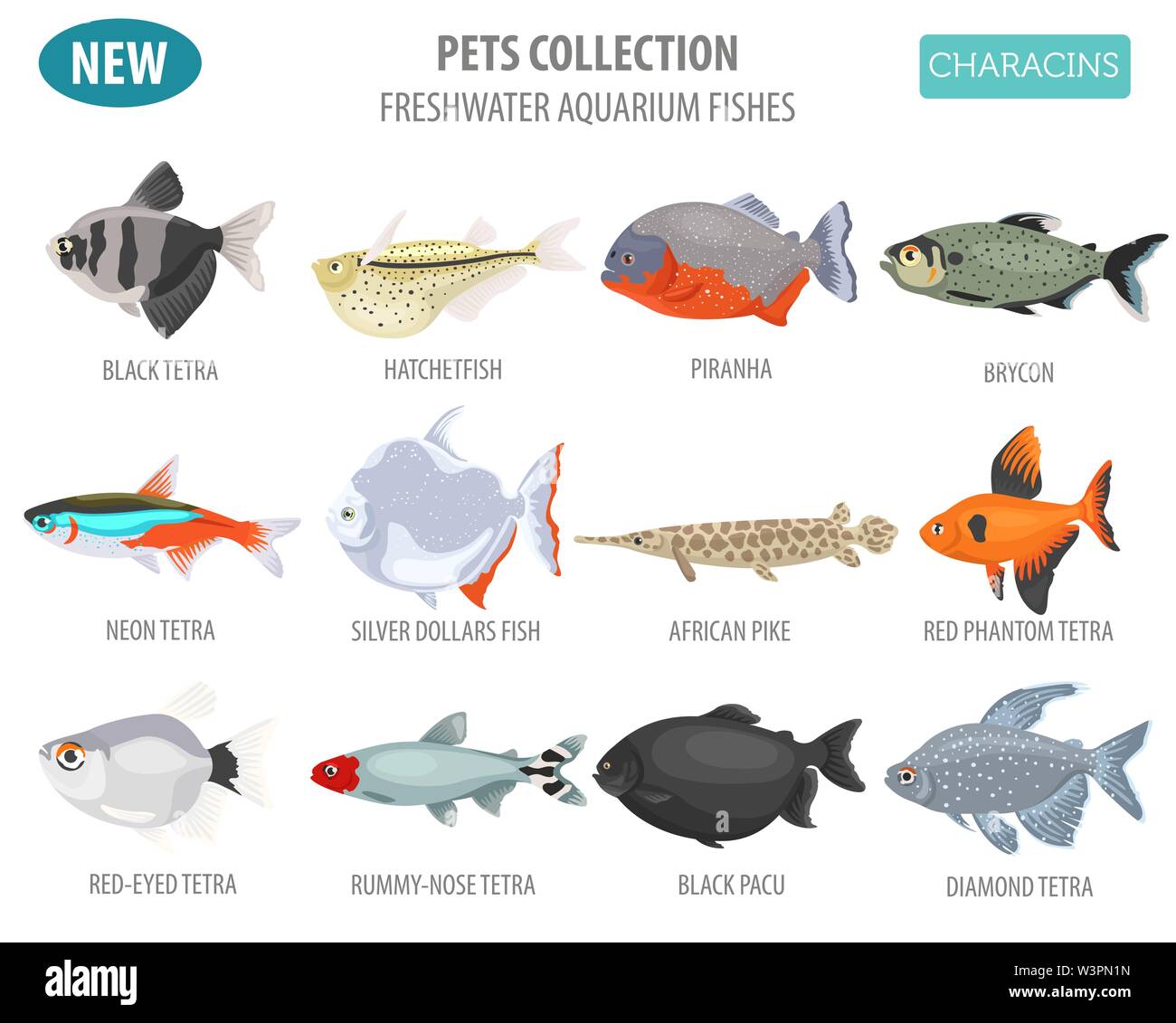 Süßwasser-Aquarium Fische Rassen Icon Set Flat Style isoliert auf Weiss. Salmler. Erstellen Sie eigene Infografik über Haustiere. Vector Illustration Stock Vektor