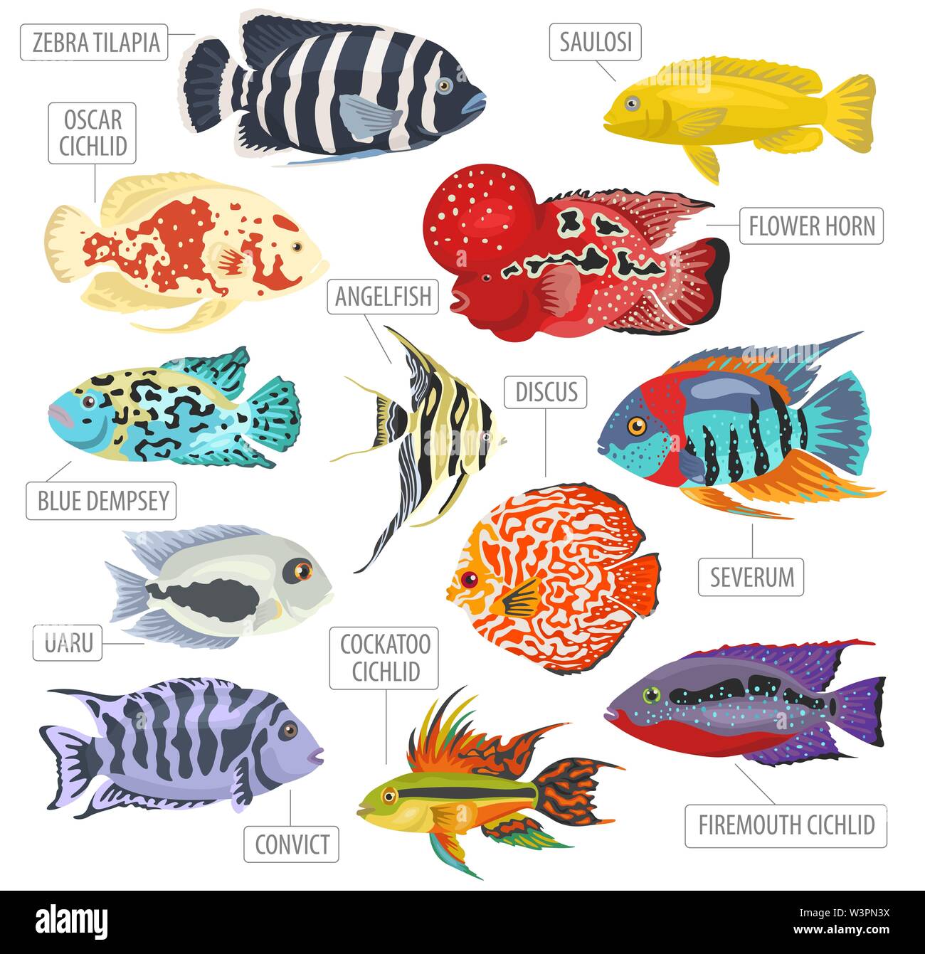 Süßwasser-Aquarium Fische Rassen Icon Set Flat Style isoliert auf Weiss. Cichliden. Erstellen Sie eigene Infografik über Haustiere. Vector Illustration Stock Vektor