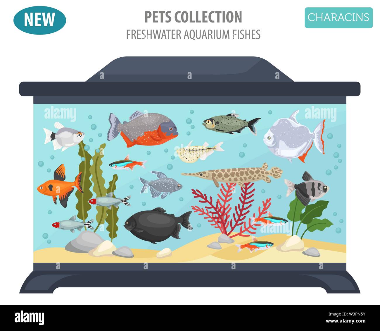 Süßwasser-Aquarium Fische Rassen Icon Set Flat Style isoliert auf Weiss. Salmler. Erstellen Sie eigene Infografik über Haustiere. Vector Illustration Stock Vektor