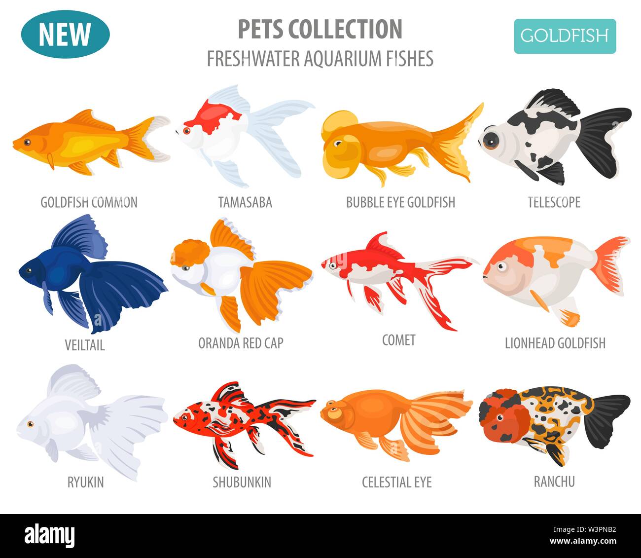 Süßwasser-Aquarium Fische Rassen Icon Set Flat Style isoliert auf Weiss. Goldfisch. Erstellen Sie eigene Infografik über Haustiere. Vector Illustration Stock Vektor