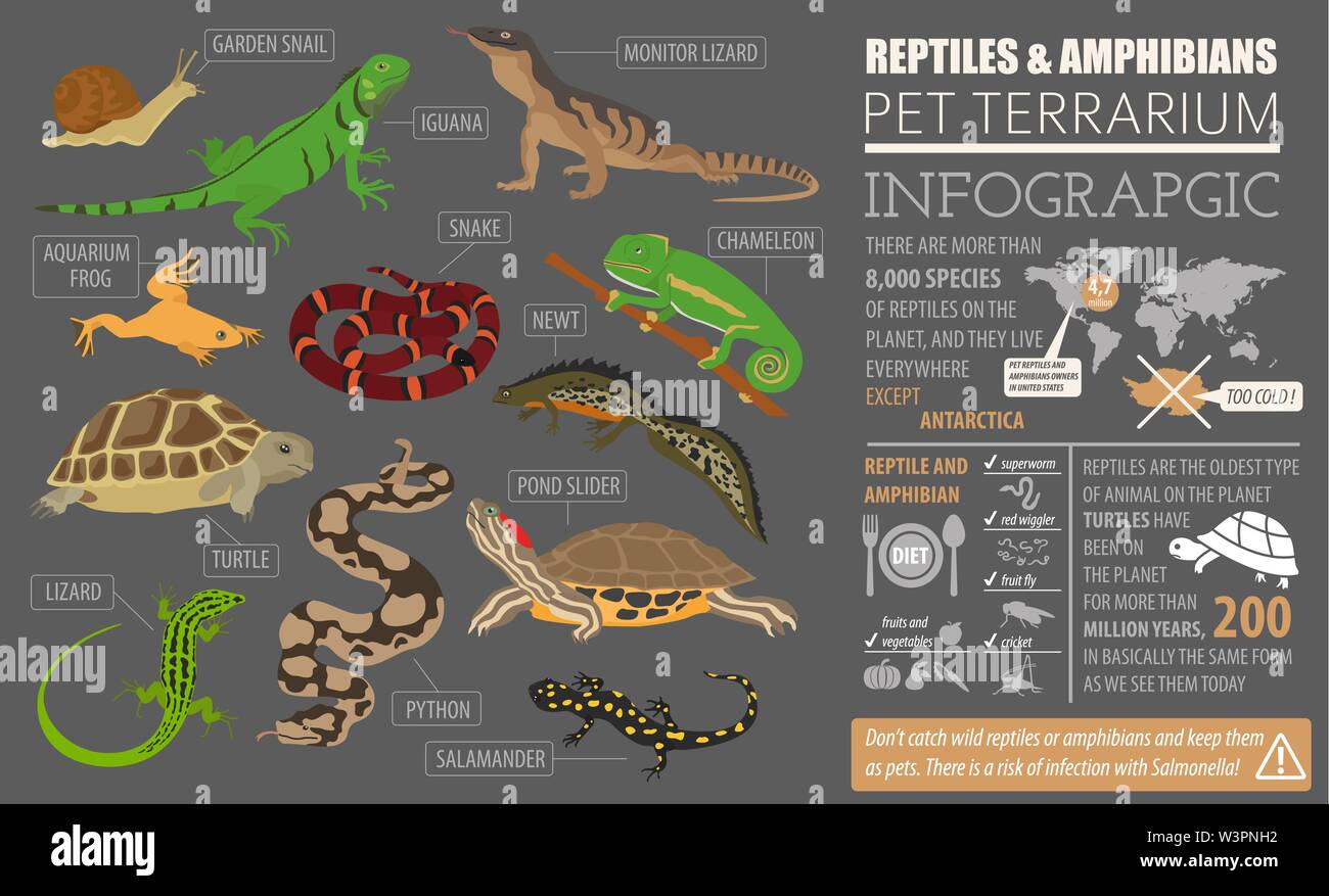 Haustier Reptilien und Amphibien Icon Set Flat Style isoliert auf Weiss. Haus Halten dieser Tiere Kollektion. Erstellen Sie eigene Infografik über Haustiere. Vektor il Stock Vektor